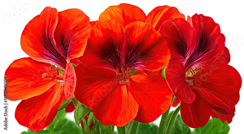 Wallpaper Mural Close-up of three vibrant red geraniums Torontodigital.ca