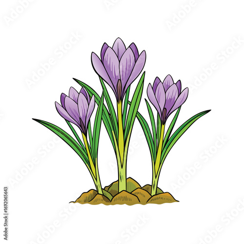 Vibrant crocus flowers with fresh green leaves emerging from the earth on a clean white background