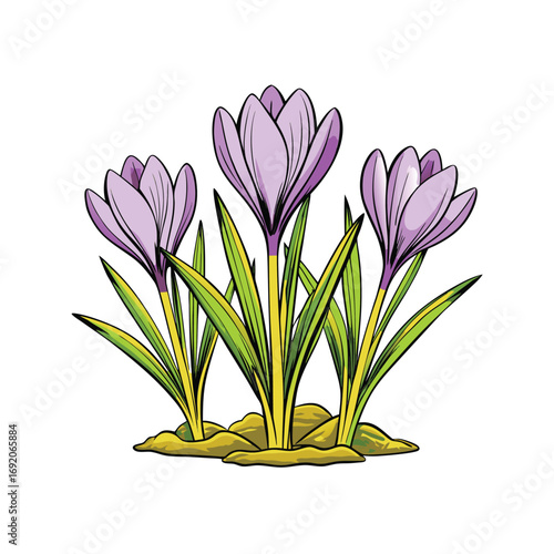 Delicate crocus flowers sprouting with green leaves on a clean white background for floral designs