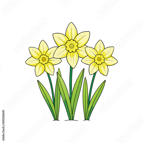A vibrant group of yellow daffodils blooming beautifully on a clean white background for spring and floral designs