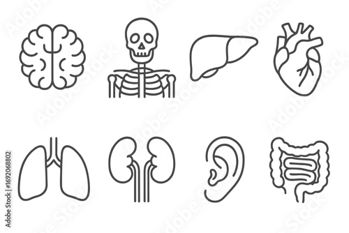 Outline icons of human anatomy: brain, skeleton, liver, heart, lungs, kidneys, ear, intestine