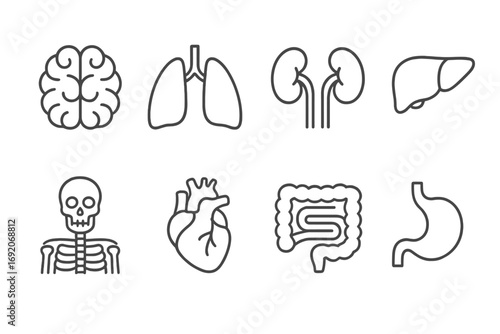 Outline icons of human organs: brain, lungs, kidneys, liver, skeleton, heart, intestines, stomach
