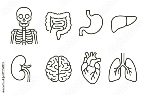 Outline icons of human skeleton and internal organs including brain and heart