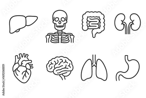 Set of human organ icons: heart, brain, skeleton, kidney, lungs