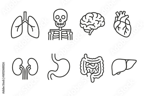Simplified icons of human organs including brain and heart