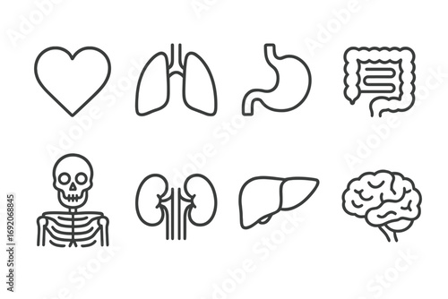 Outlined icons of human organs: heart, lungs, stomach, intestines, skeleton, kidneys, liver, brain