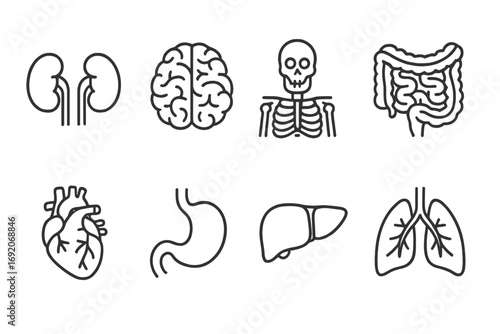Line art of human organs: kidneys, brain, skeleton, intestines, heart, stomach, liver, lungs
