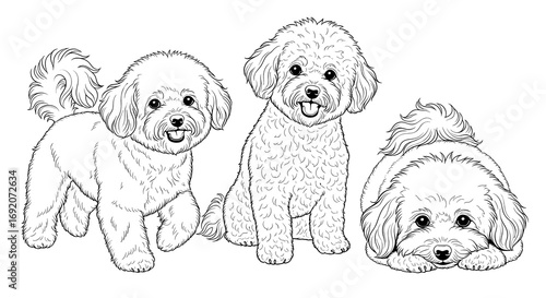 Three playful Bichon Frise puppies standing, walking, and lying down 