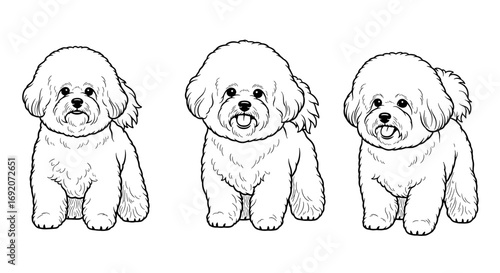 Three adorable Bichon Frise dogs standing side by side 