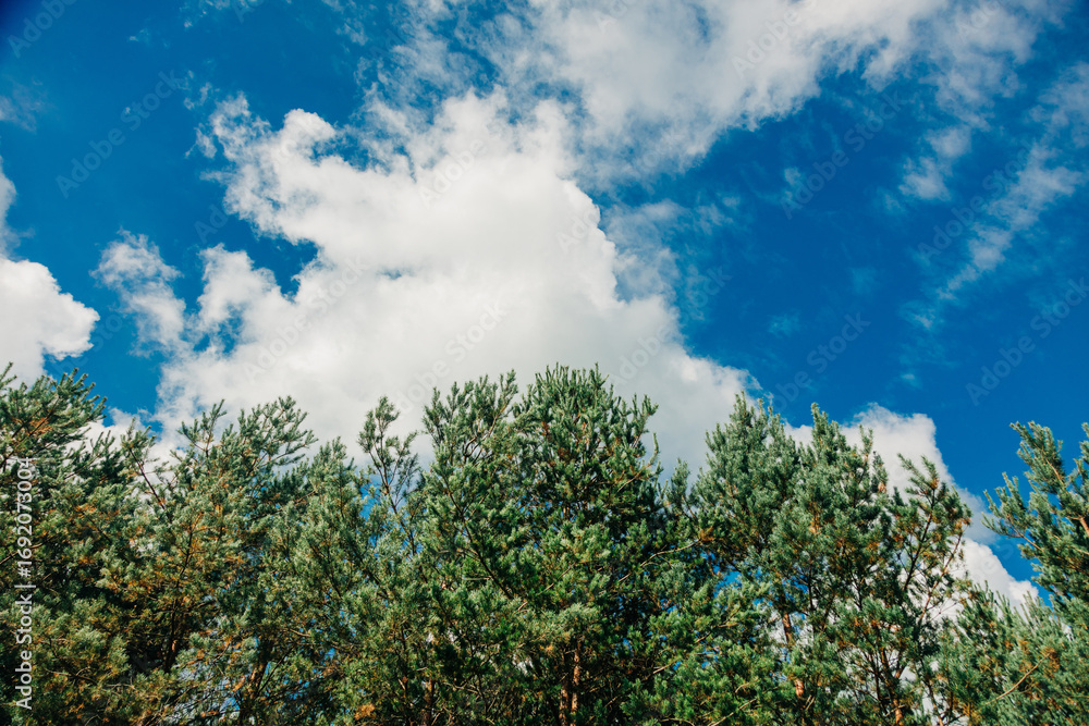 Obraz premium Pine tree top on blue sky background with clouds