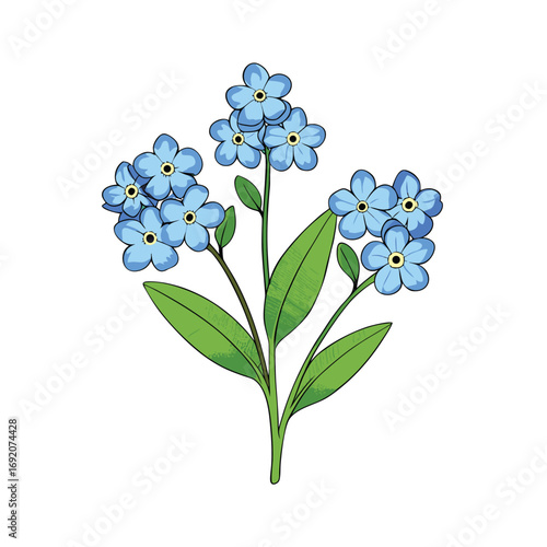 Delicate forget me not flowers with green leaves on a clean white background floral design