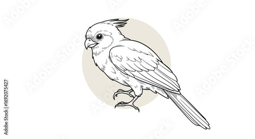 Detailed line art illustration of a Crested Caracara against a neutral background