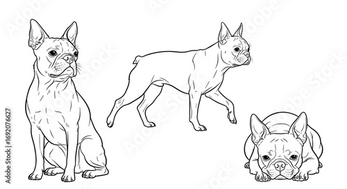 Boston Terrier dog, attentive mood, various poses, veterinary illustration