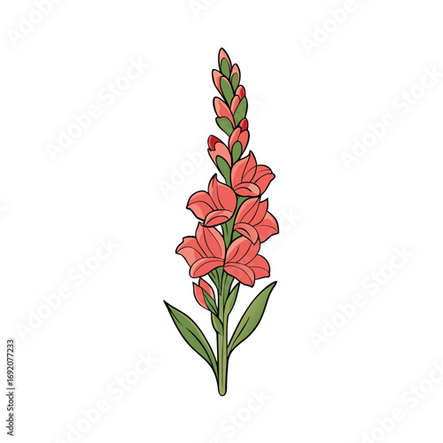 A single vibrant gladiolus flower stem depicted in full color against a clean white background