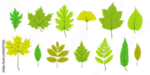 Green leaves collection. Tree leaf shapes set with trendy texture