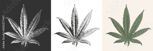 Cannabis vintage icon. Sketch style black, white and colorful leaf weed marijuana