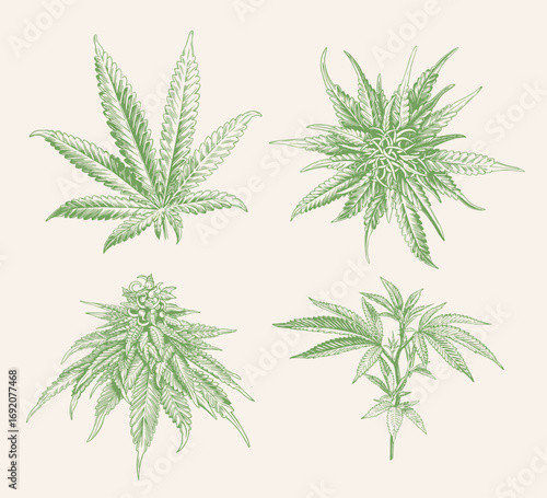 Green sketch style cannabis icon set. Marijuana collection isolated
