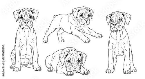 Four Boxer puppies in various poses: sitting, playing, and lying down in black and white style