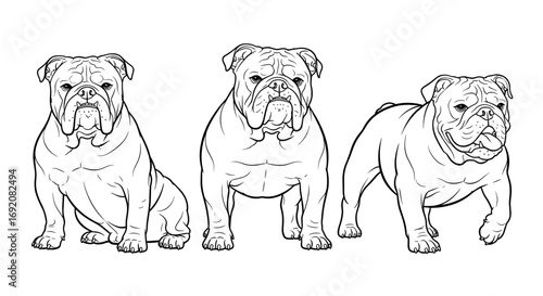 Three Bulldog dogs in different poses: sitting, standing, and walking in black and white style