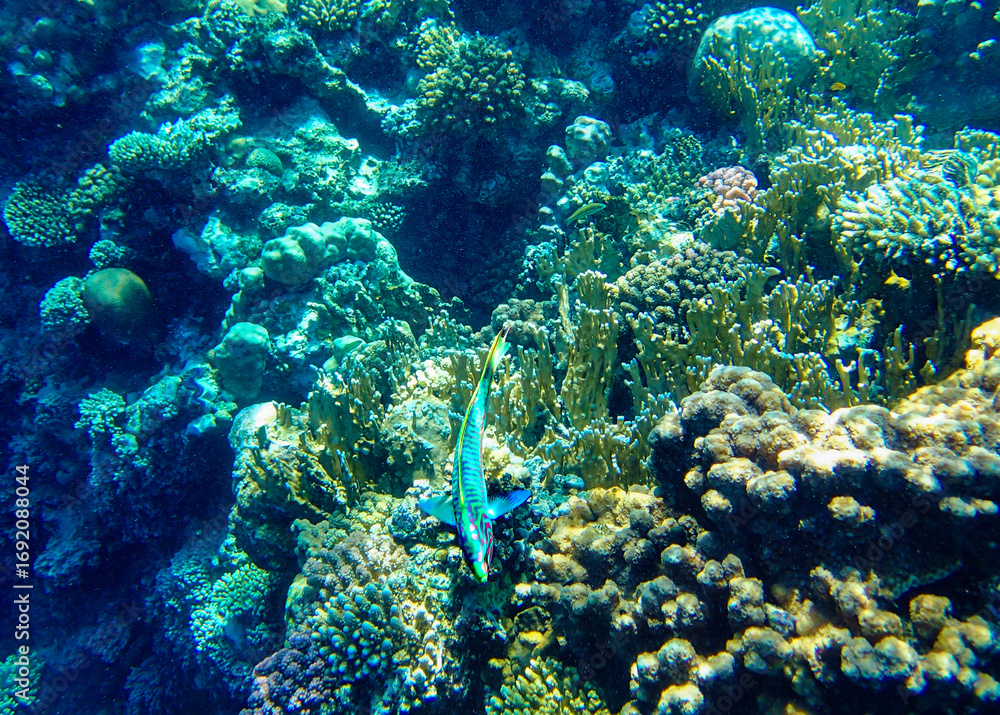 Fototapeta premium Fish over coral reef underwater. Tropical marine ecosystem with striped colors in clear blue water,