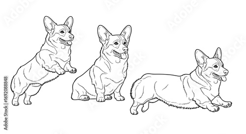 Corgi dog, playful mood, jumping and lying poses