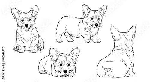 Corgi puppy illustration display from multiple angles with a playful mood on a white background for clip art concept