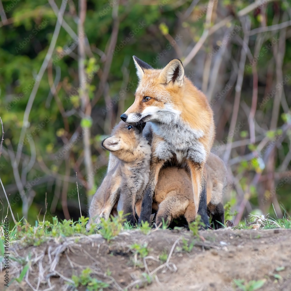 Fototapeta premium Red fox with kits