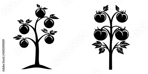 Vector illustration of minimalist black-and-white tomato tree silhouettes showcasing fruit and leaves