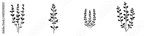 Silhouetted minimalist icons of various types of thyme plants in black and white, showcasing elegant botanical design elements