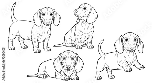Four playful Dachshund puppies in different poses and expressions