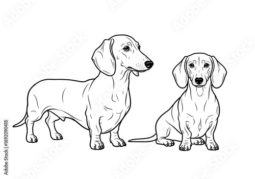 Two Dachshund dogs standing side by side in a playful stance