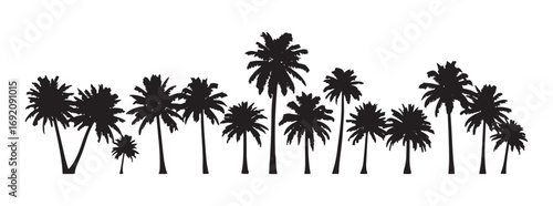 Black palm trees are positioned alone against a white background. Silhouettes of palm trees. This design of palm trees is suitable for posters, banners, and promotional materials. Vector illustration.