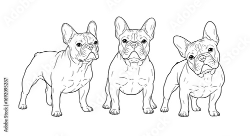 Three French Bulldogs illustrated in different stances, showcasing breed features in line art