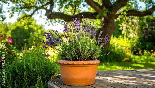 Lavender plant in terracotta pot, sunny garden setting