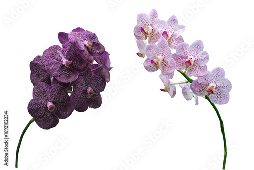 Close-up of a bouquet of dark purple and light purple Vanda orchids isolated on a transparent background png file.