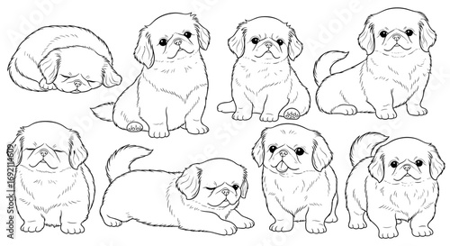 Series of eight Pekingese puppies in various poses showcasing their playful nature