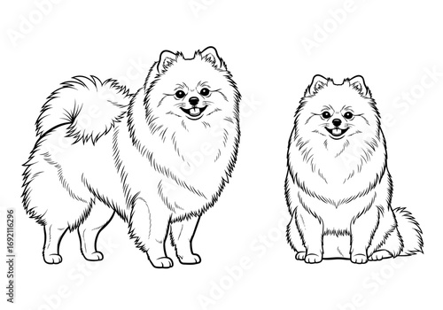 Two Pomeranian dogs posing together with happy expressions in detailed sketch style