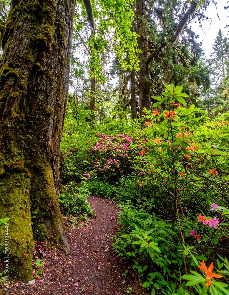 Obraz premium Lush forest path, vibrant flowers