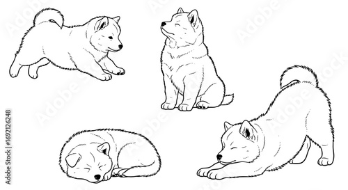 Four playful Samoyed puppies in various poses, showcasing their adorable nature and energetic behavior