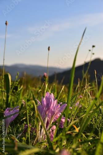 meadow flowers in sunset