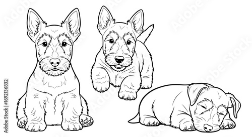 Three adorable Scottish Terrier puppies in various poses: sitting, playing, and sleeping, showcasing their charming personality
