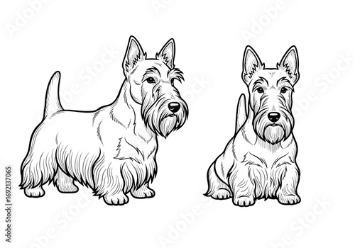 Two adorable Scottish Terriers, one standing confidently and the other sitting calmly, showcasing their charming features