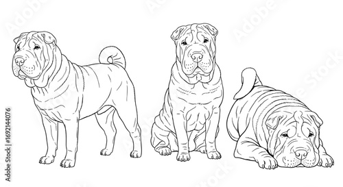 Three adorable Shar Pei dogs in different poses: standing proudly, sitting calmly, and lying down comfortably, showcasing their unique features