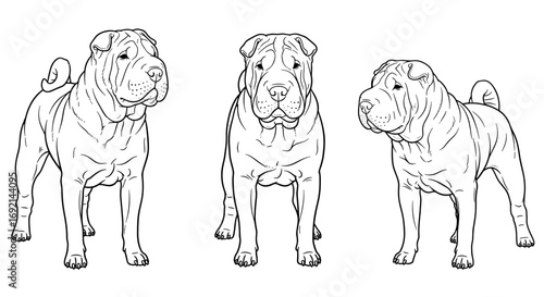 Three Shar Pei dogs in different poses: standing confidently, looking alert, and turning their head, showcasing their unique wrinkles and features