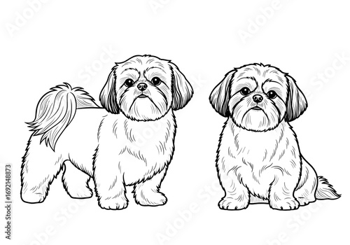 Two adorable Shih Tzu dogs, one standing confidently and the other sitting patiently, showing off their charming appearance