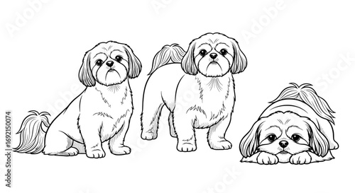 Three playful Shih Tzu dogs in different poses, including standing, sitting, and lying down, expressing their adorable nature