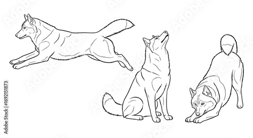 Three playful Siberian Huskies in various poses, including jumping, stretching, and sitting