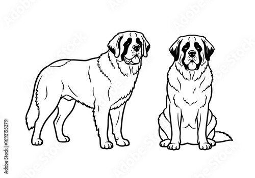 Two St. Bernard dogs: one standing and one sitting, showcasing breed characteristics