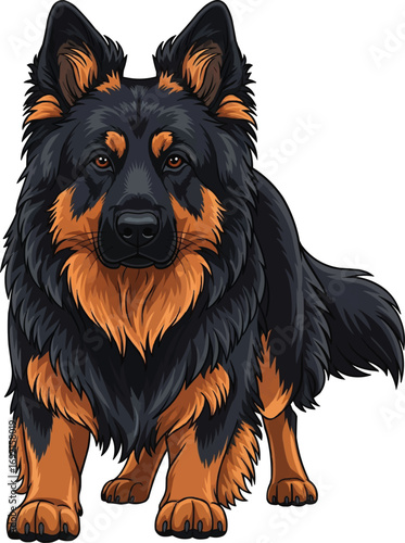 Bohemian Shepherd dog alert guarding stance vector illustration