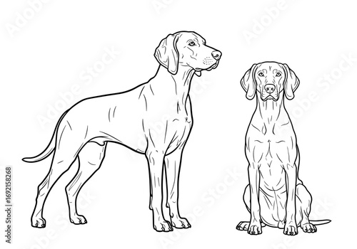 Two Weimaraners: one standing and one sitting, showcasing breed characteristics